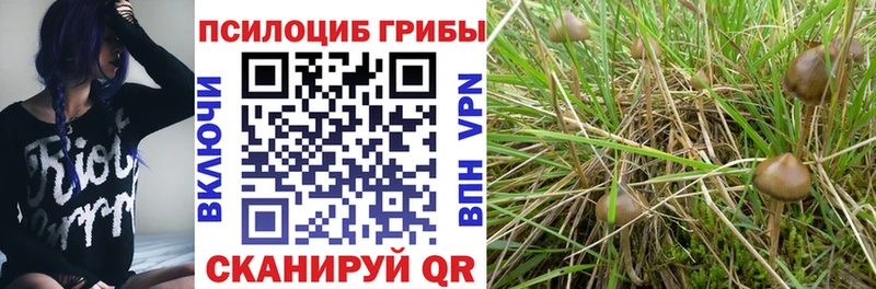 купить наркотик Пучеж Галлюциногенные грибы Cubensis